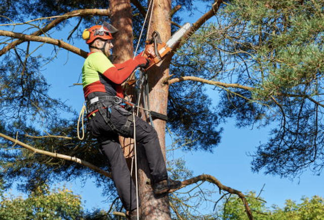 tree pruning new haven