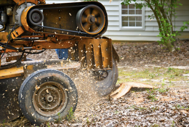 stump grinding new haven