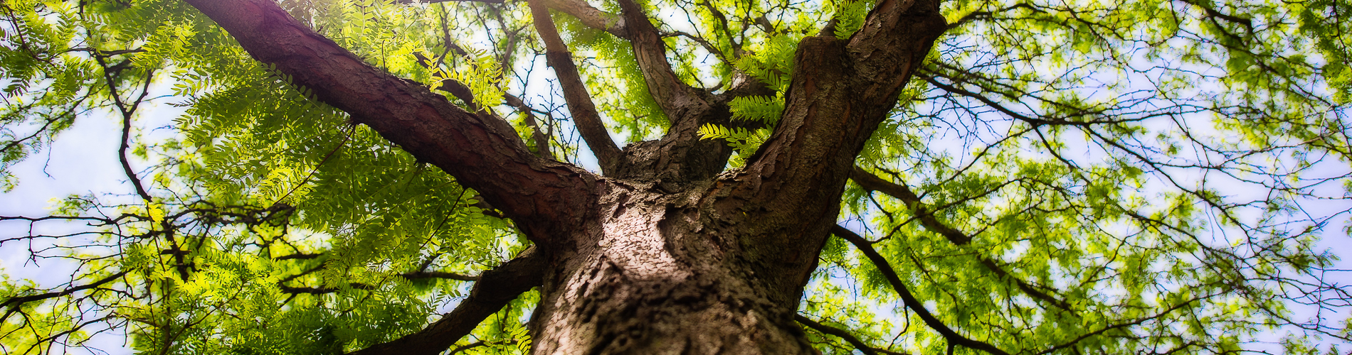 NHCO Tree Care